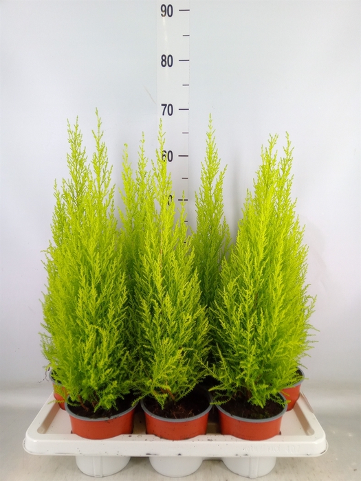 <h4>Cupressus macro. 'Goldcrest Wilma'</h4>