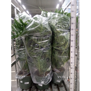 Philodendron   ...