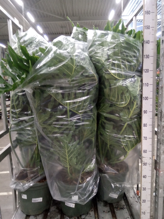 <h4>Philodendron   ...</h4>