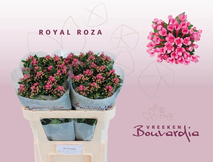 <h4>Bouvardia Royal Roza Vreeken</h4>