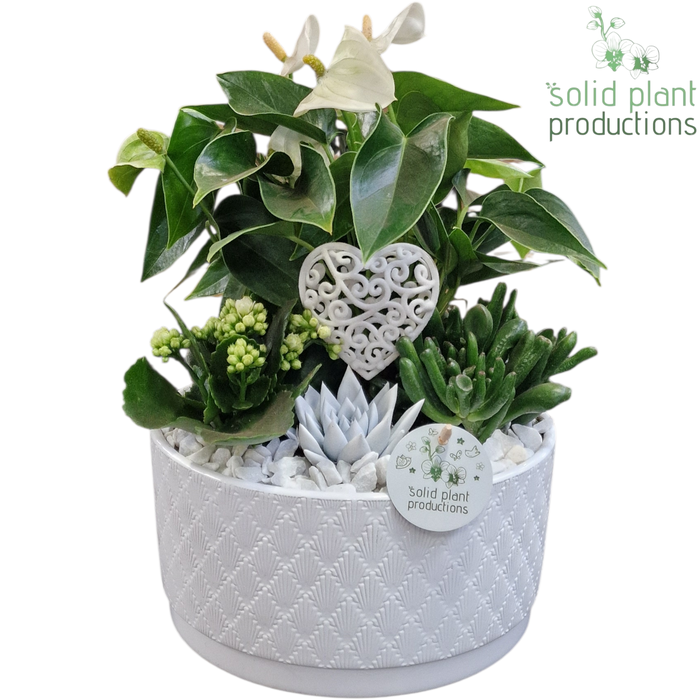 <h4>AE004 Stella White VM</h4>