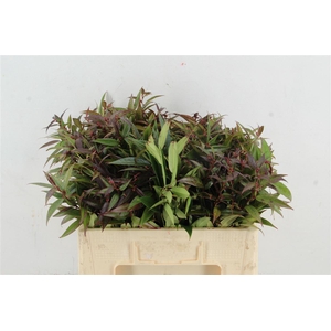 Leucothoe Walteri R. 050cm