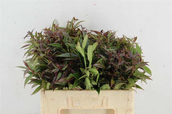 <h4>Leucothoe Walteri R. 050cm</h4>