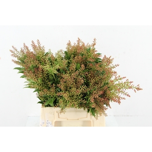 PIERIS ORANJE/GROEN PER BUNCH