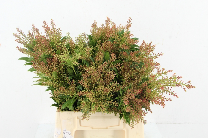 <h4>PIERIS ORANJE/GROEN PER BUNCH</h4>