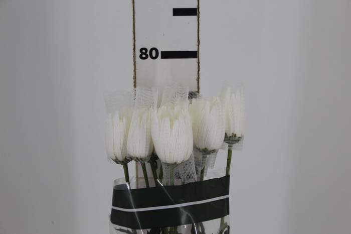<h4>ANASTASIA HERRERA 080 CM BRANCO</h4>