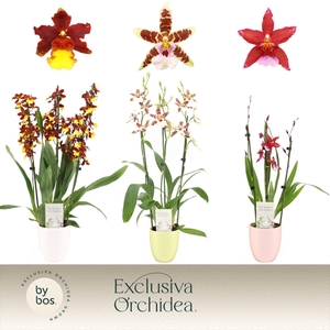 Cambria, Mix 3-spike in Lotte Mix 'Exclusiva Orchidea'