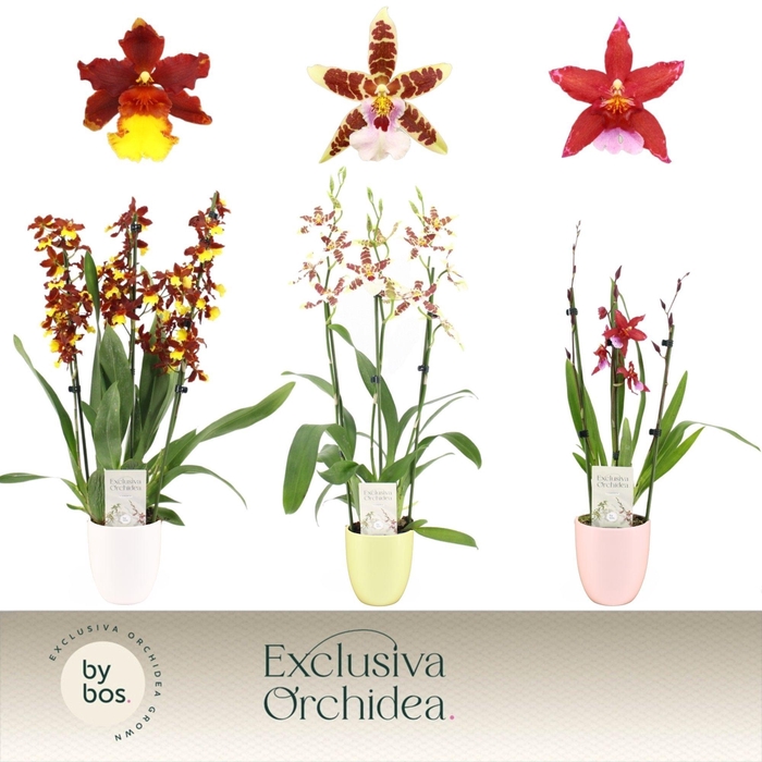 <h4>Cambria, Mix 3-spike in Lotte Mix 'Exclusiva Orchidea'</h4>