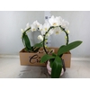 Arr.  Phalaenopsis H%