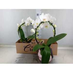 Arr.  Phalaenopsis H%