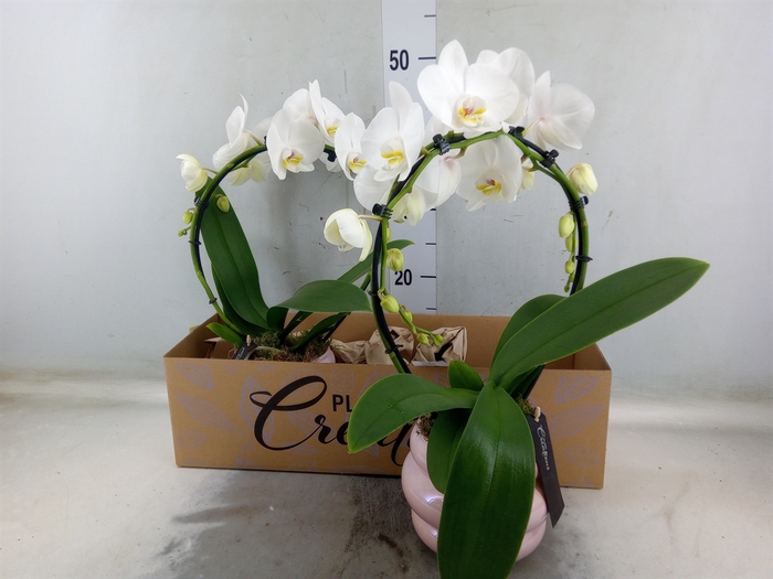 <h4>Arr.  Phalaenopsis H%</h4>