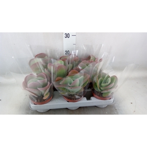 Kalanchoe NF thyrsiflora 'Red Lips'