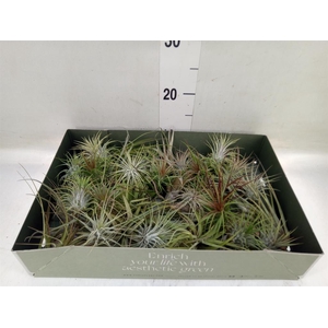 Tillandsia