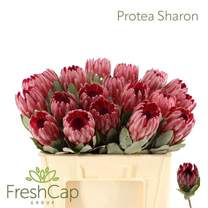 <h4>Protea Sharon</h4>