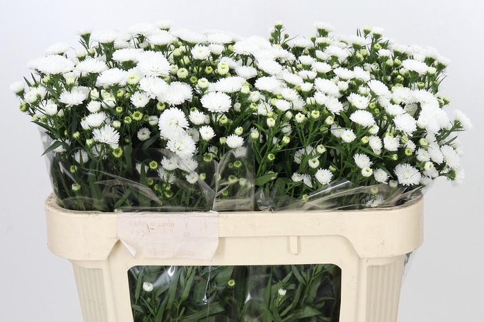 <h4>Aster Pretty Wendy</h4>