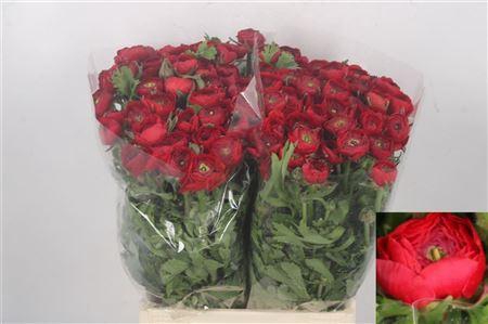 <h4>Ran El. Red Ex</h4>