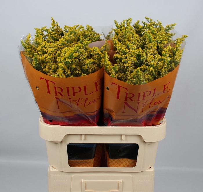 <h4>SOLI SUNNY GLORY</h4>