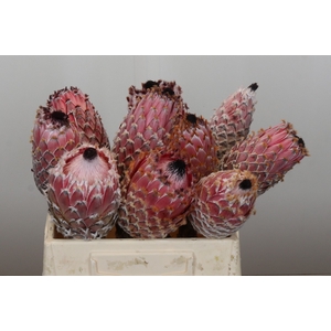 Protea Barbigera No leaves