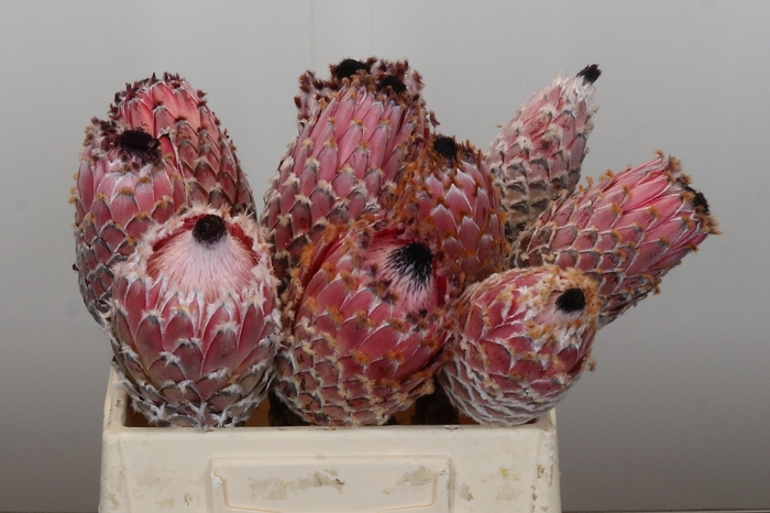 <h4>Protea Barbigera No leaves</h4>