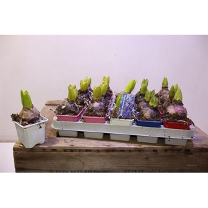 arr8 Hyacin Gem 4 Kl