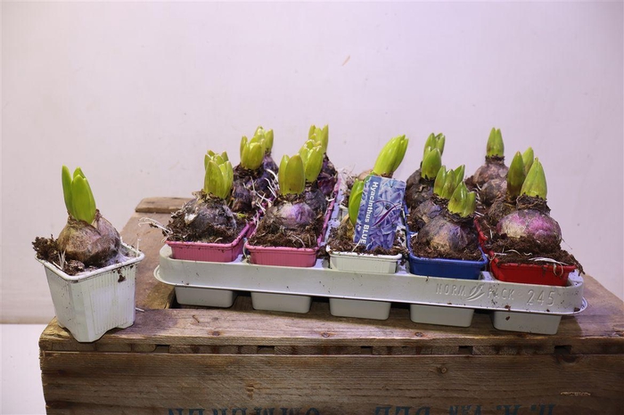 <h4>arr8 Hyacin Gem 4 Kl</h4>