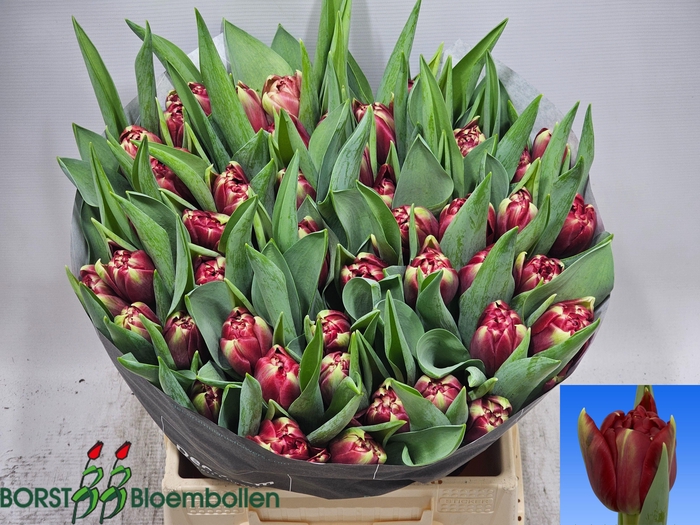 <h4>TU DU RED EYE</h4>