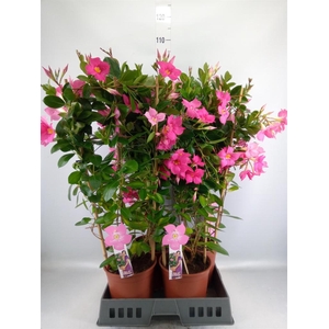 Mandevilla sand. 'Eagle Eye'