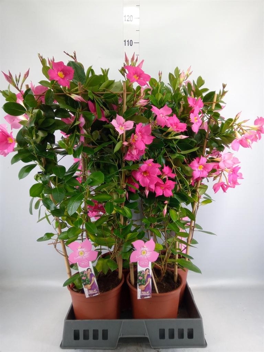 <h4>Mandevilla sand. 'Eagle Eye'</h4>