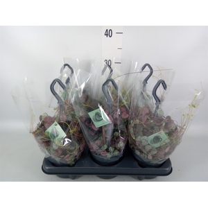Ceropegia woodii ssp. woodii