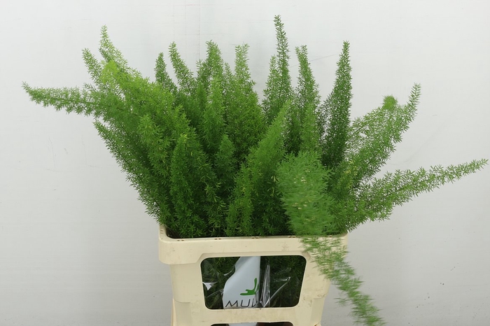 <h4>Asp Dens Meyers 60cm</h4>