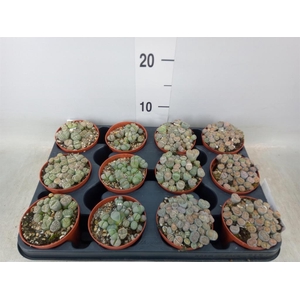 Lithops sp.
