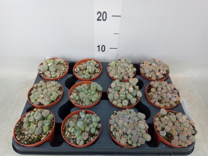 <h4>Lithops sp.</h4>