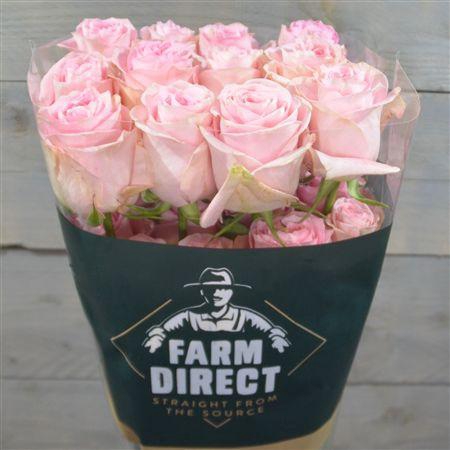 <h4>R Gr Mandala</h4>