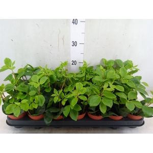 Peperomia pereskiifolia