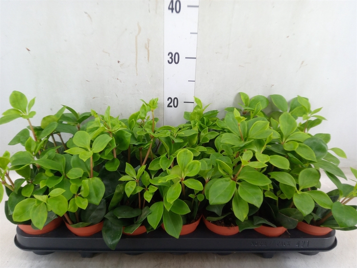 <h4>Peperomia pereskiifolia</h4>