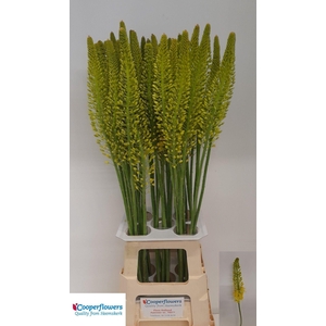 Eremurus Stenophyllu