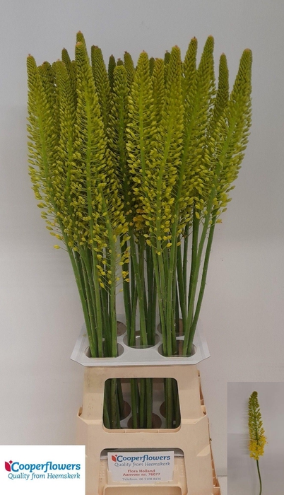 <h4>Eremurus Stenophyllu</h4>