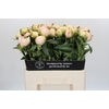 Paeonia Pink Snow