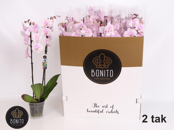 <h4>PHAL AN ALTEA</h4>