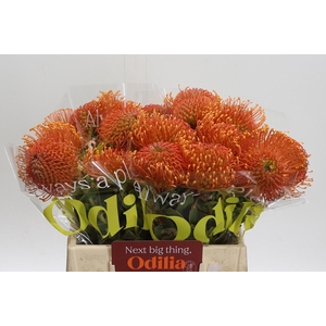 Nutans Ayoba Orange Zest