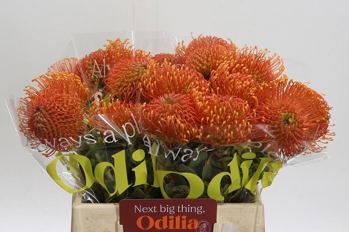 <h4>Nutans Ayoba Orange Zest</h4>