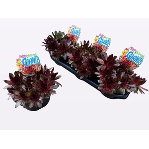 SEMP CCG COPPER CANY