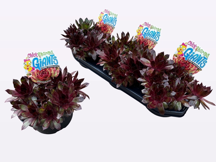 <h4>SEMP CCG COPPER CANY</h4>