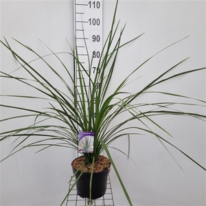 Cordyline australis