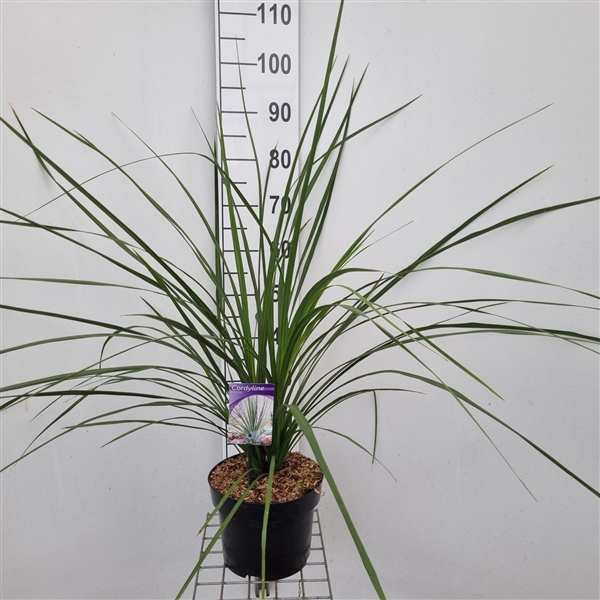 <h4>Cordyline australis</h4>