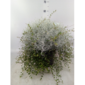 Leucophyta brownii 'Silvercalos'