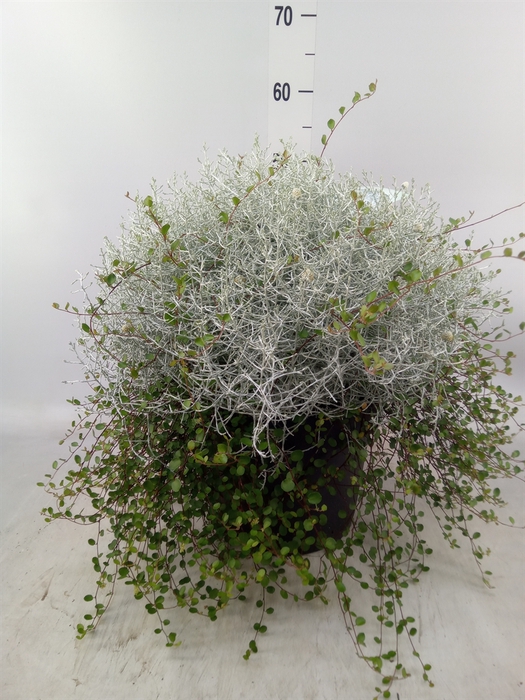 <h4>Leucophyta brownii 'Silvercalos'</h4>