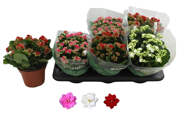 <h4>KAL GE RO GEM 3 KL</h4>