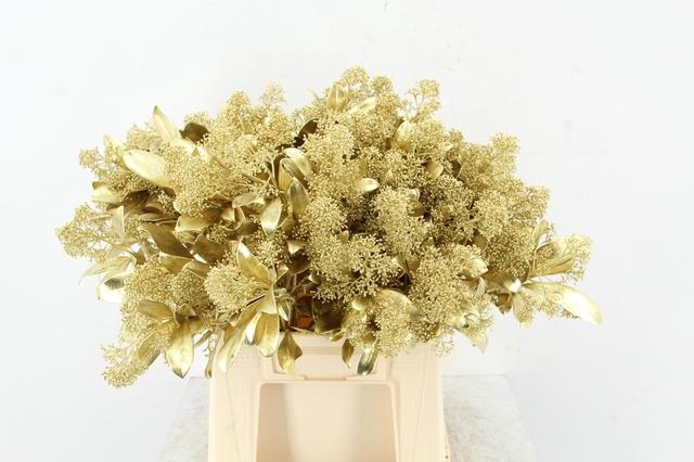 <h4>Skim Gold Per Bunch</h4>