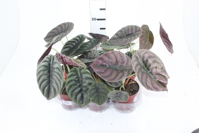 <h4>ALOCASIA CUPREA P12</h4>